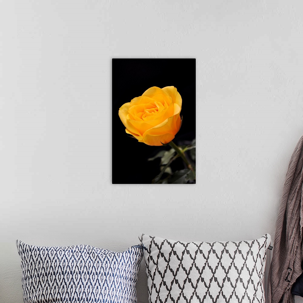 A bohemian room featuring Yellow rose on black background.