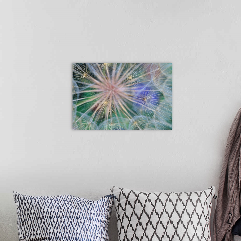 A bohemian room featuring Yellow Salsify Seed Head