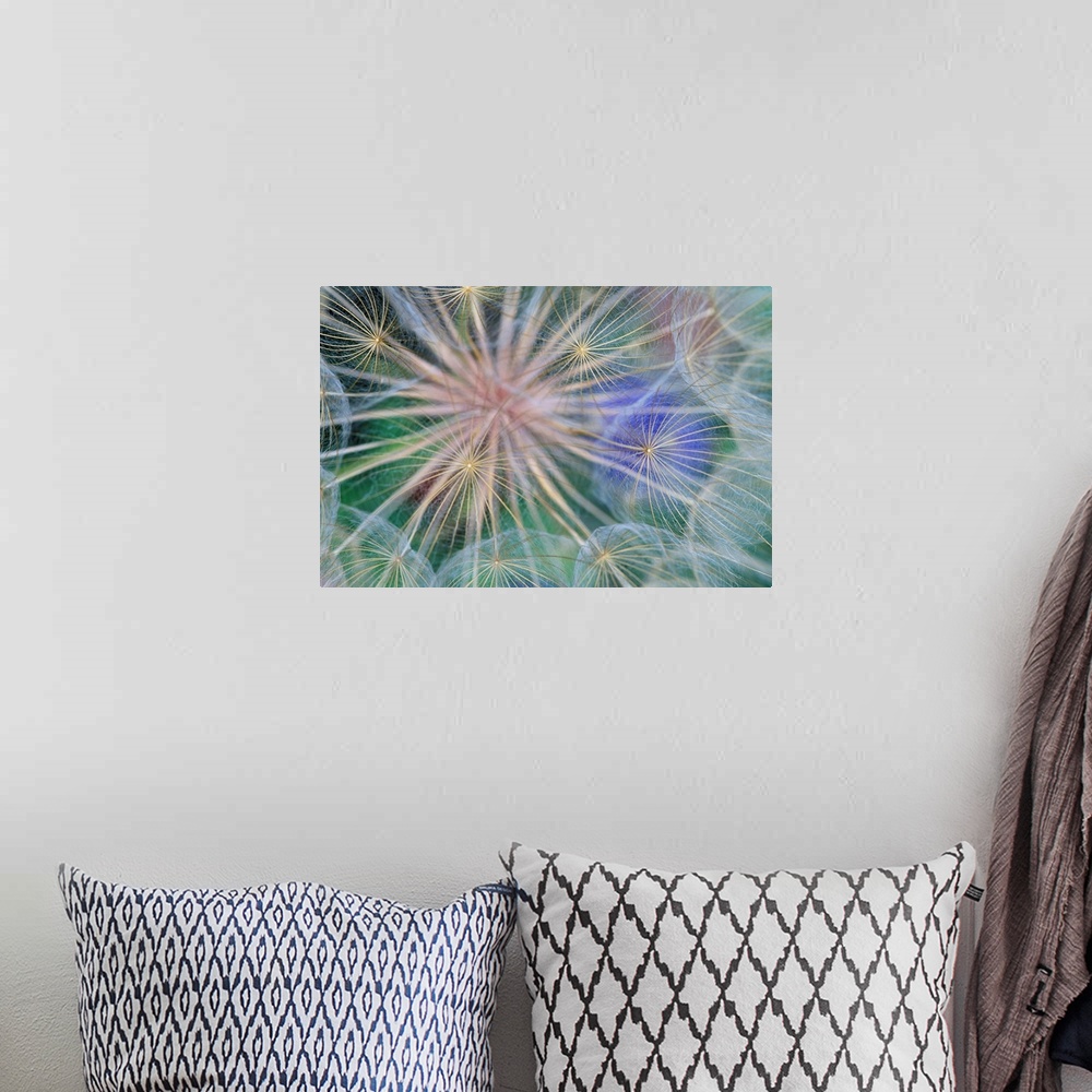 A bohemian room featuring Yellow Salsify Seed Head