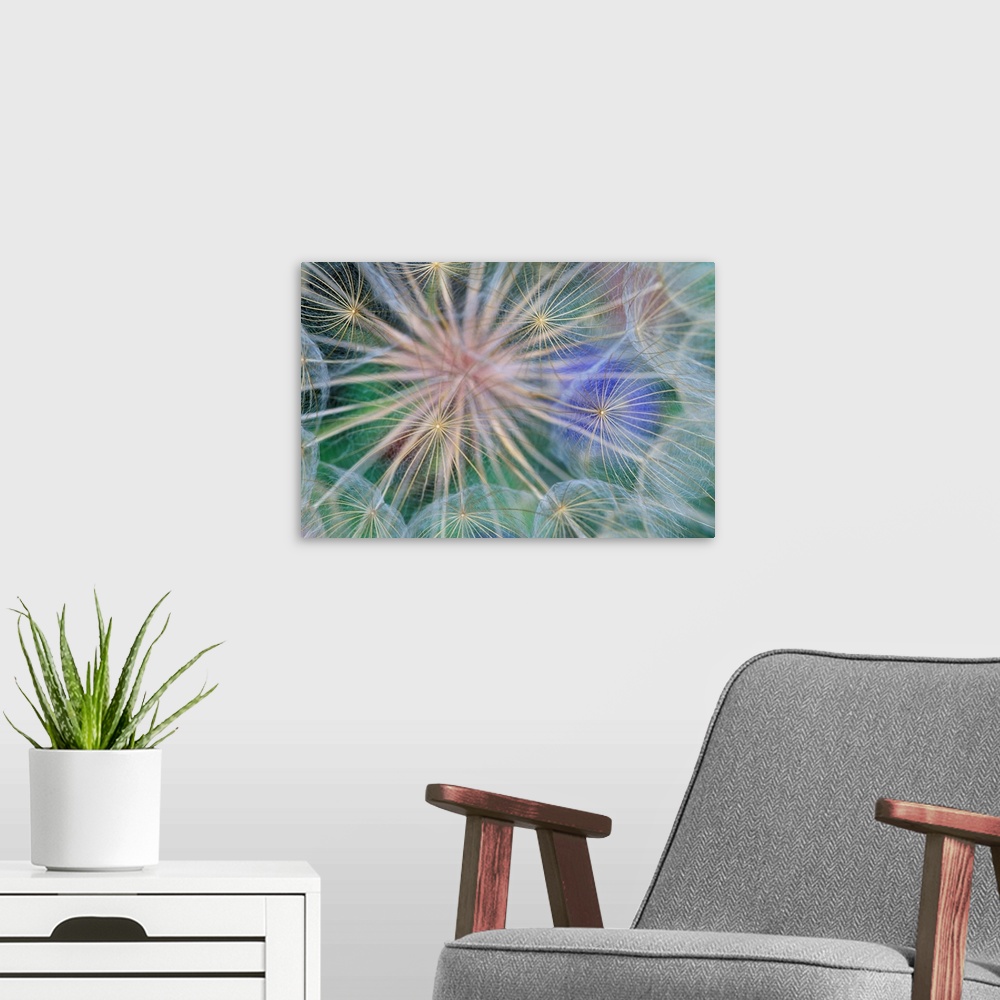 A modern room featuring Yellow Salsify Seed Head