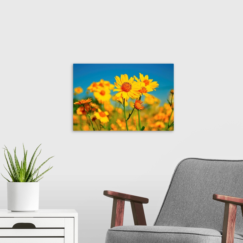 A modern room featuring Yellow wildflowers agents blue sky.
