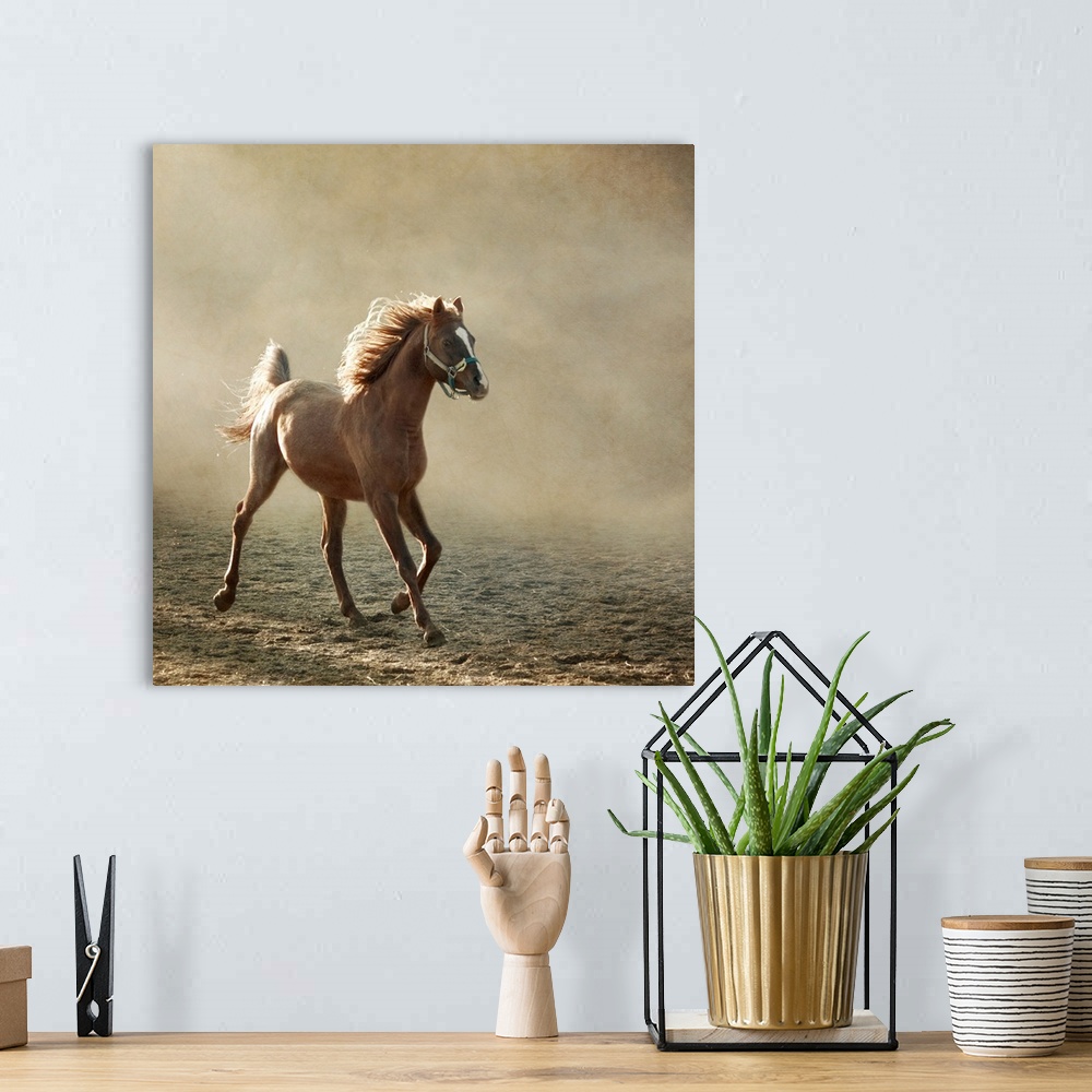 A bohemian room featuring Young Arabian horse trotting, back lighting.