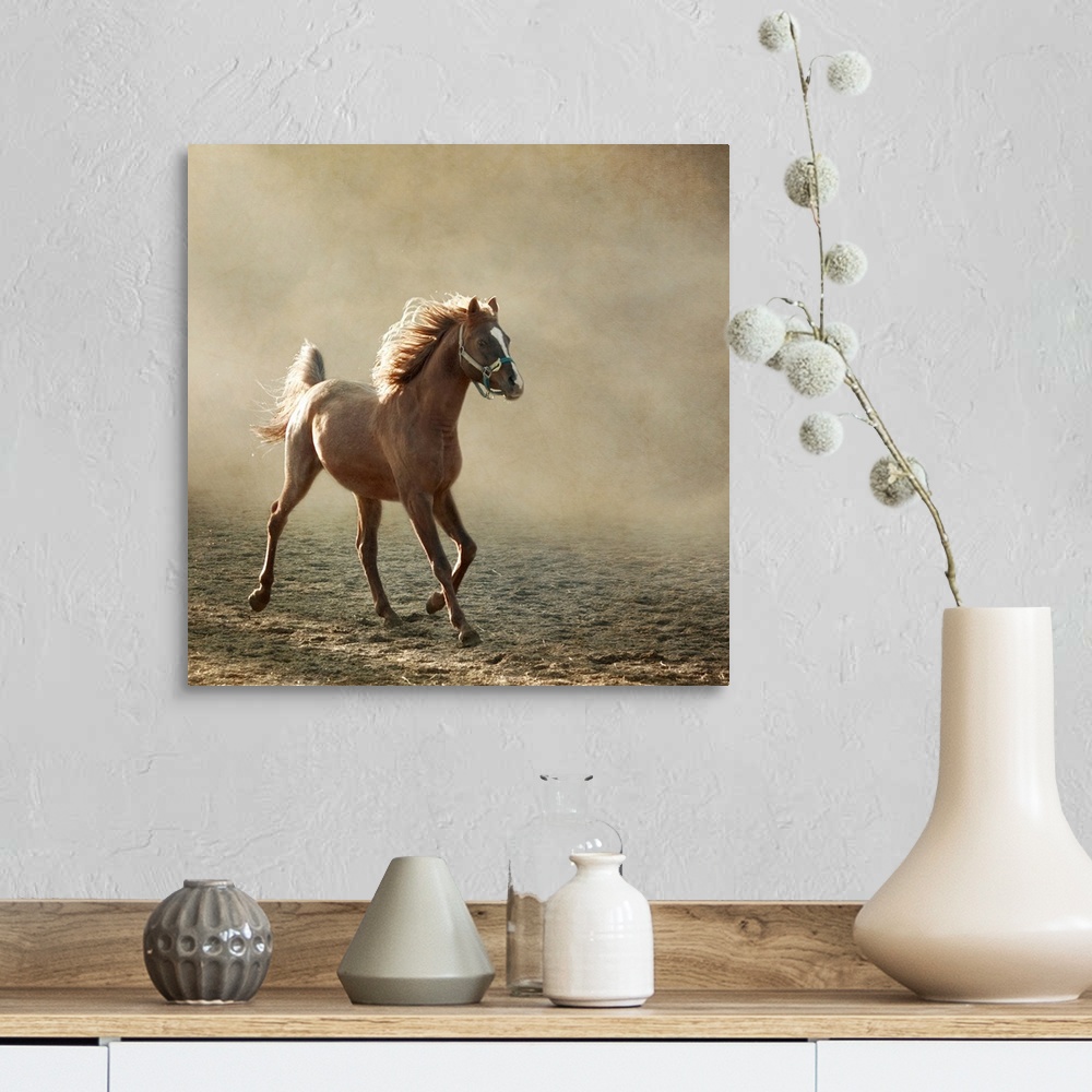 A farmhouse room featuring Young Arabian horse trotting, back lighting.