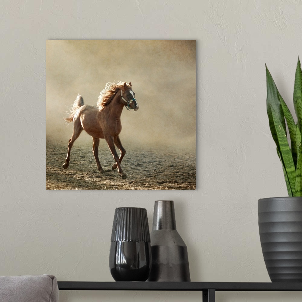 A modern room featuring Young Arabian horse trotting, back lighting.