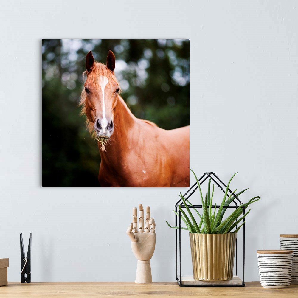 A bohemian room featuring Young brown quarter horse eating grass.