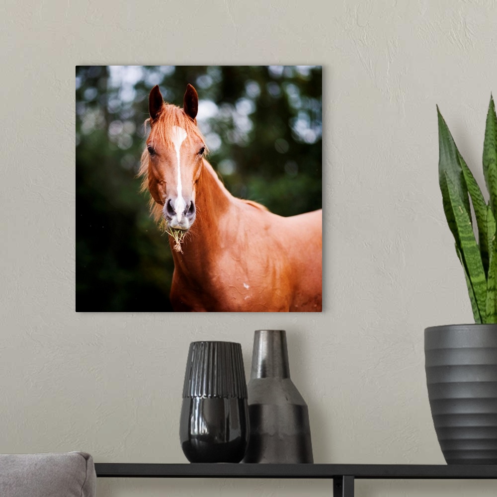 A modern room featuring Young brown quarter horse eating grass.