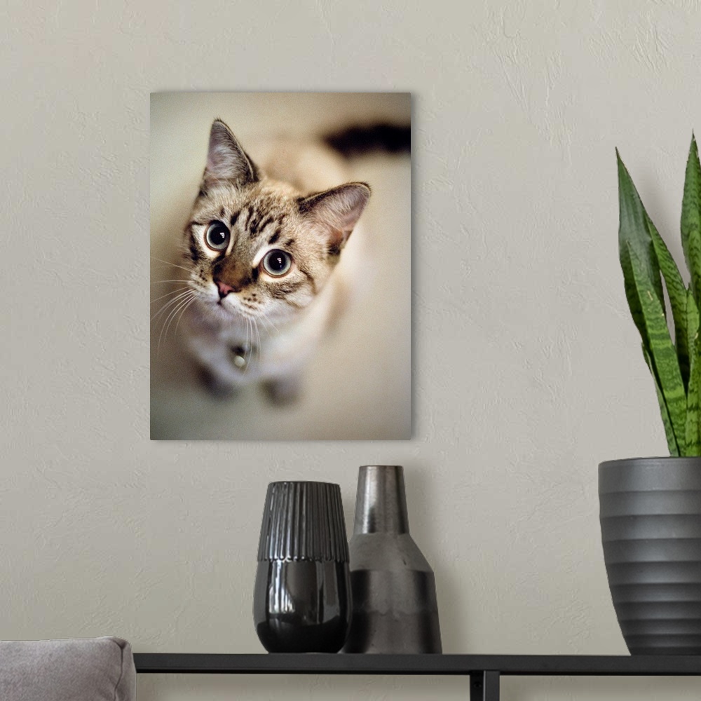 A modern room featuring Young cat wearing bell looks up at camera in Tualatin, Oregon.