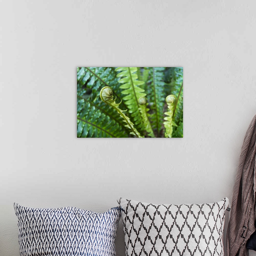 A bohemian room featuring close up of fern with young shoots, selective focus
