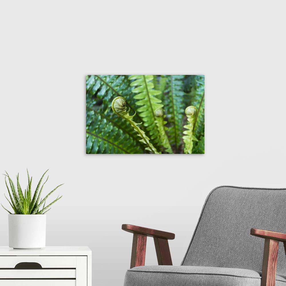 A modern room featuring close up of fern with young shoots, selective focus
