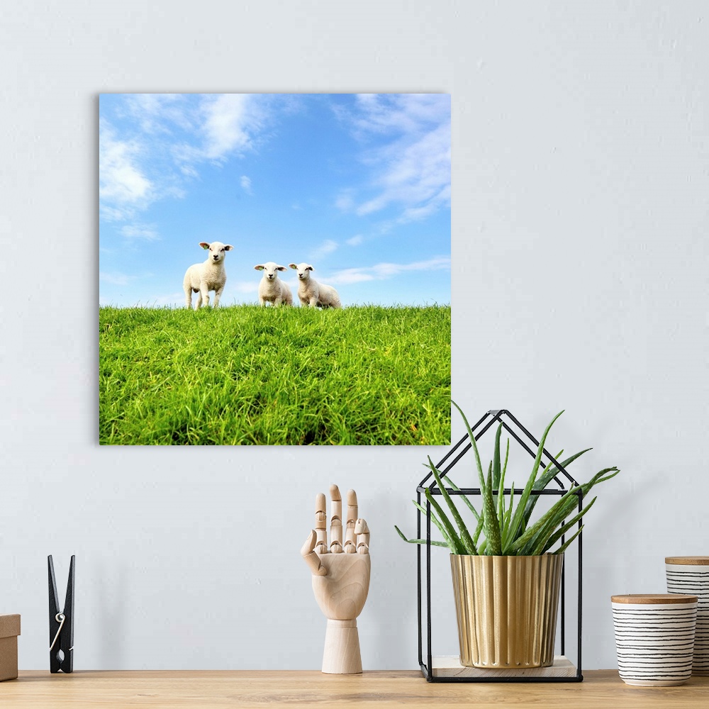 A bohemian room featuring Young lambs on grassy dike in Netherlands on sunny day.