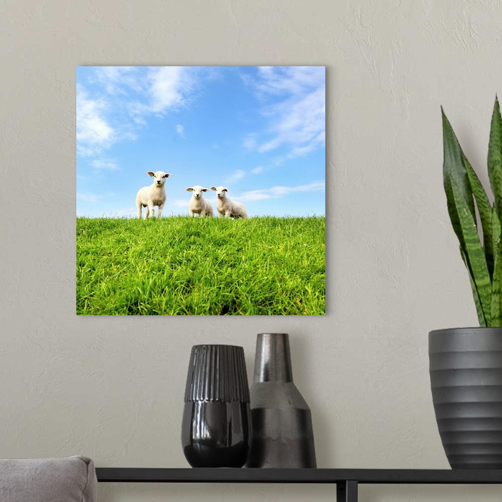 A modern room featuring Young lambs on grassy dike in Netherlands on sunny day.