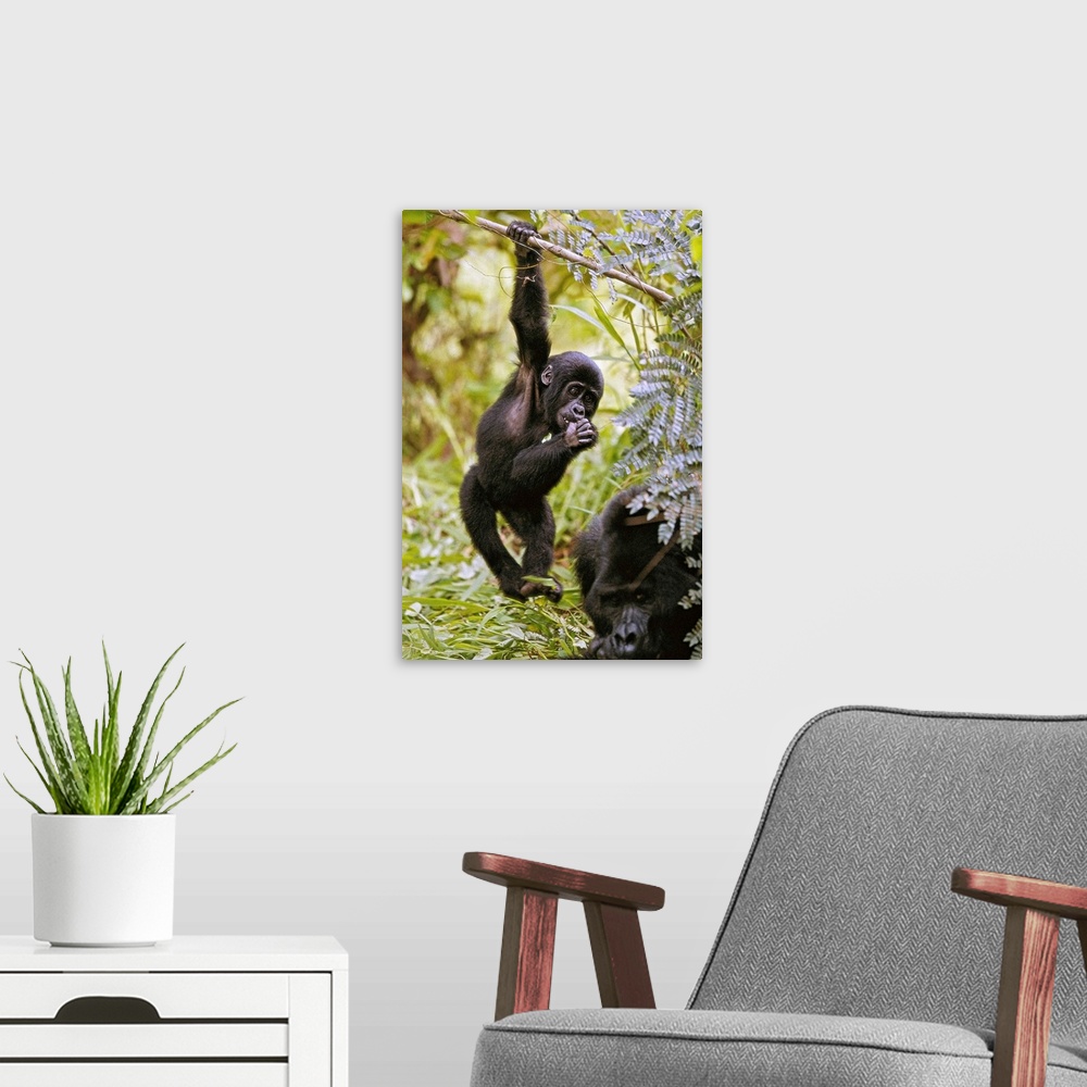 A modern room featuring Young Mountain Gorilla Hanging From Branch