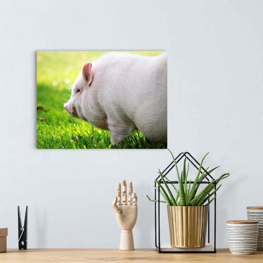A bohemian room featuring Young Vietnamese Potbellied pig playing in grass on sunny day.