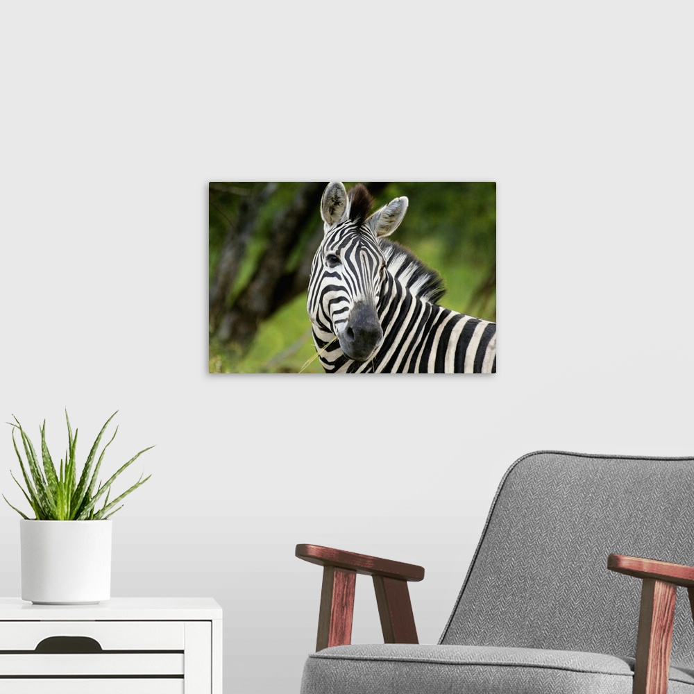 A modern room featuring Close-up of a Plains zebra (Equus burchellii) in a forest, Kruger National Park, Mpumalanga Provi...