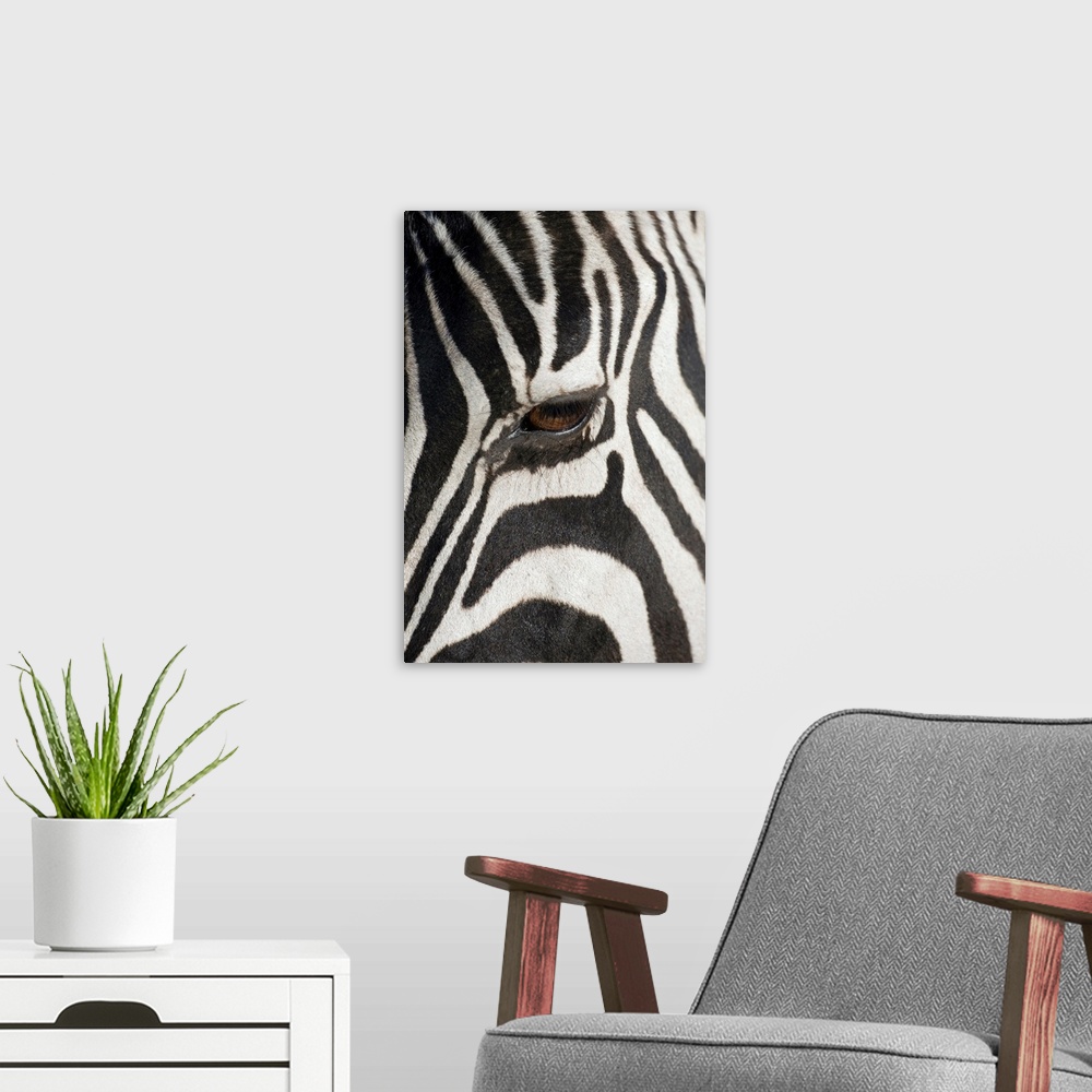 A modern room featuring Zebra In Ngorongoro Crater, Tanzania