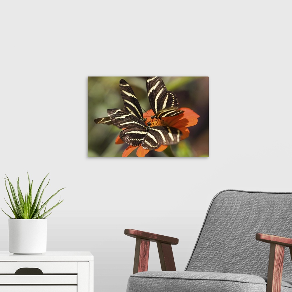 A modern room featuring Zebra Longwing (heliconius charitonia) on flower
