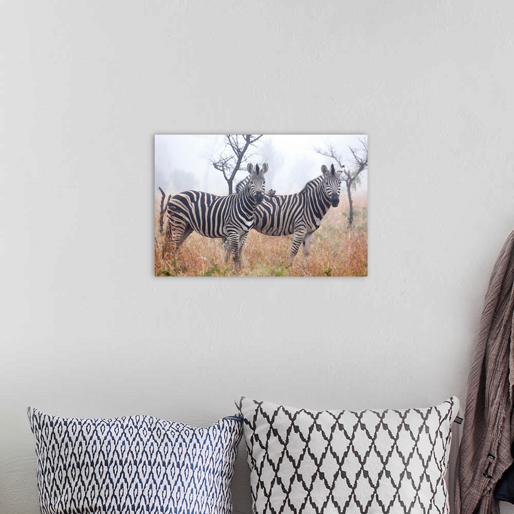 A bohemian room featuring Zebras in early morning dust, Kruger National Park, South Africa