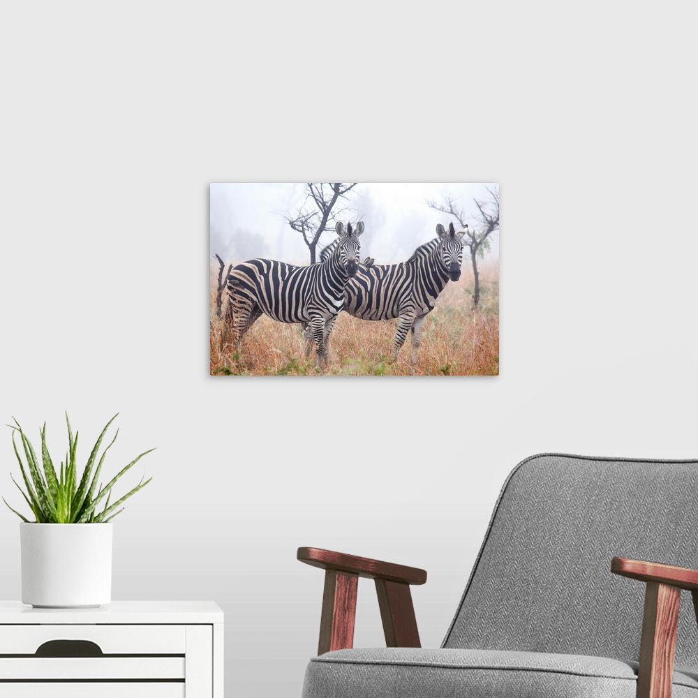 A modern room featuring Zebras in early morning dust, Kruger National Park, South Africa