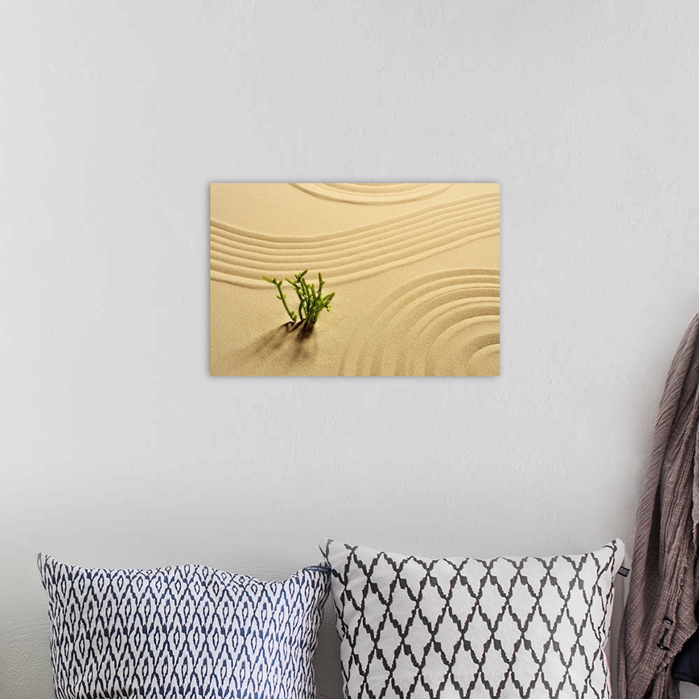 A bohemian room featuring Sandpit,Plant,Wave pattern,Studio Shot
