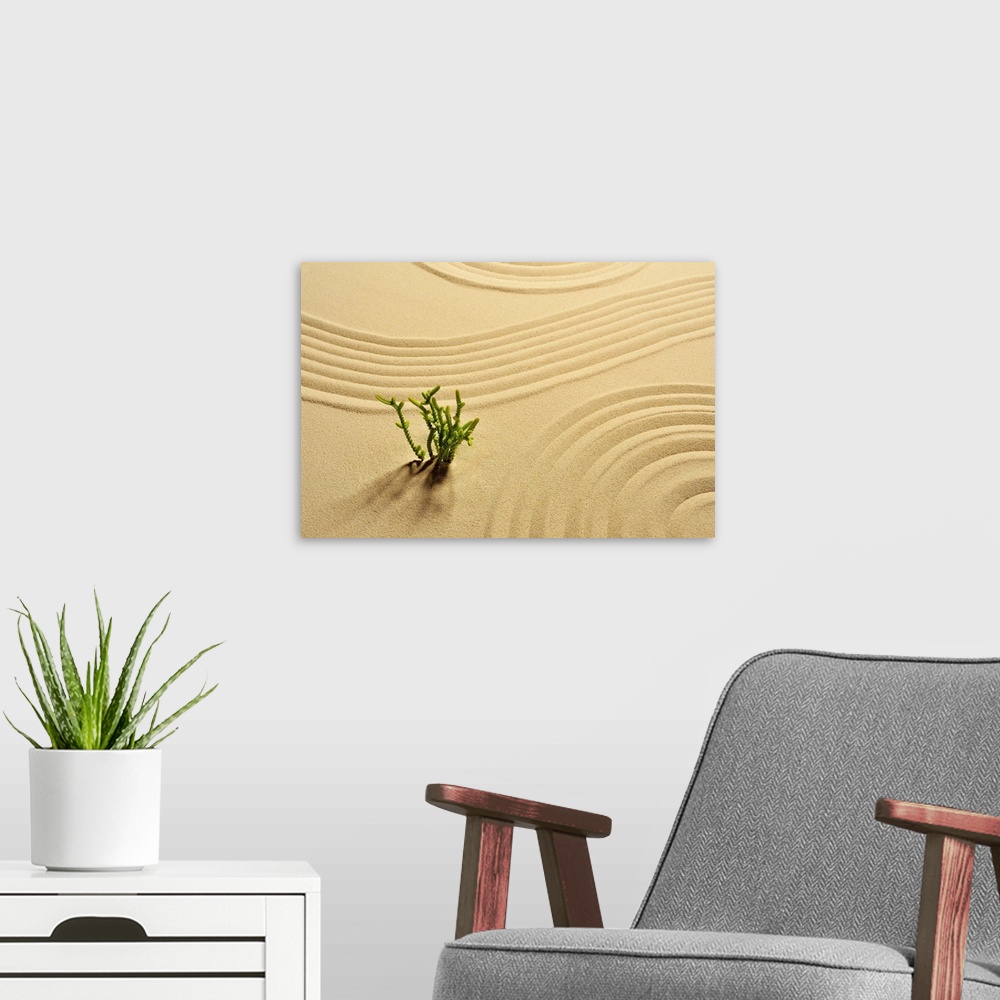 A modern room featuring Sandpit,Plant,Wave pattern,Studio Shot