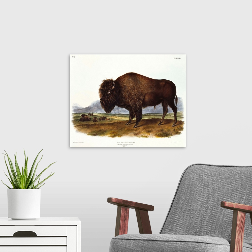 A modern room featuring American Bison