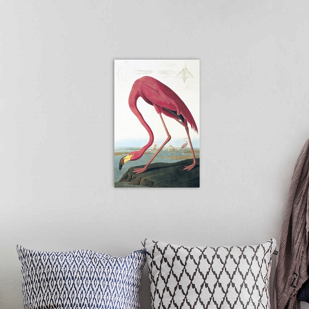 A bohemian room featuring American Flamingo