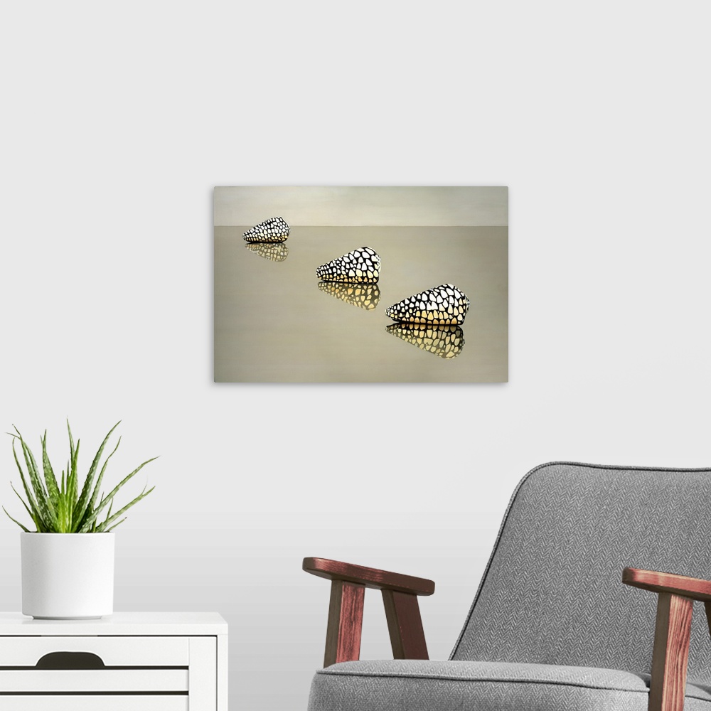 A modern room featuring Three spotted shells on a reflective surface.