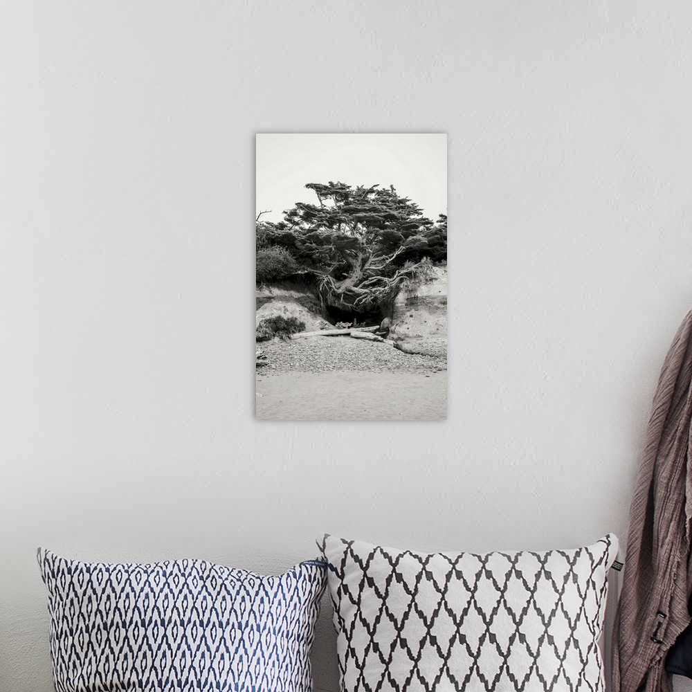 A bohemian room featuring A black and white photograph of a weathered, rooted tree on the dunes of a beach.
