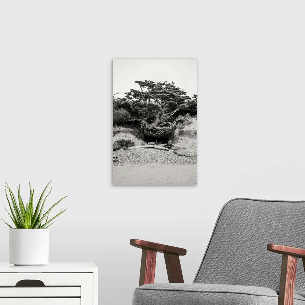 A modern room featuring A black and white photograph of a weathered, rooted tree on the dunes of a beach.