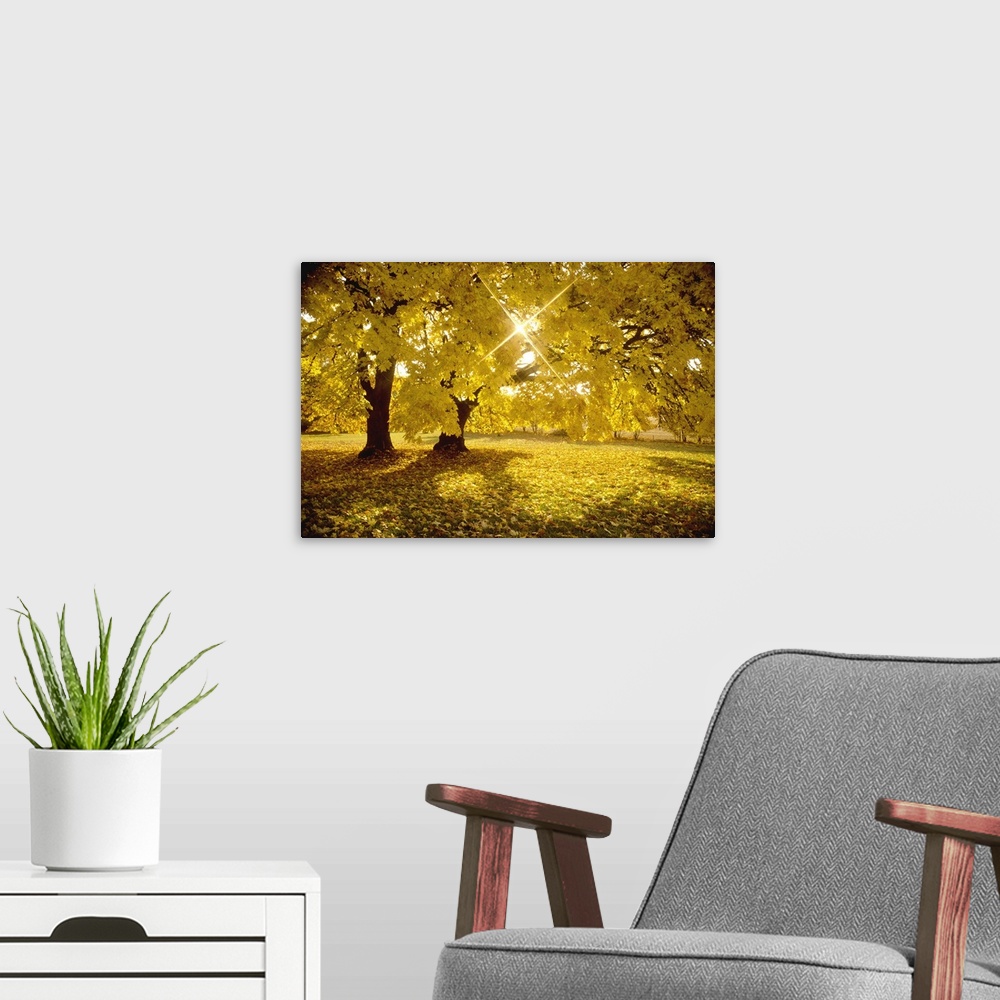 A modern room featuring An image of the sun peaking through the leaves of a tree full of yellow fall leaves.