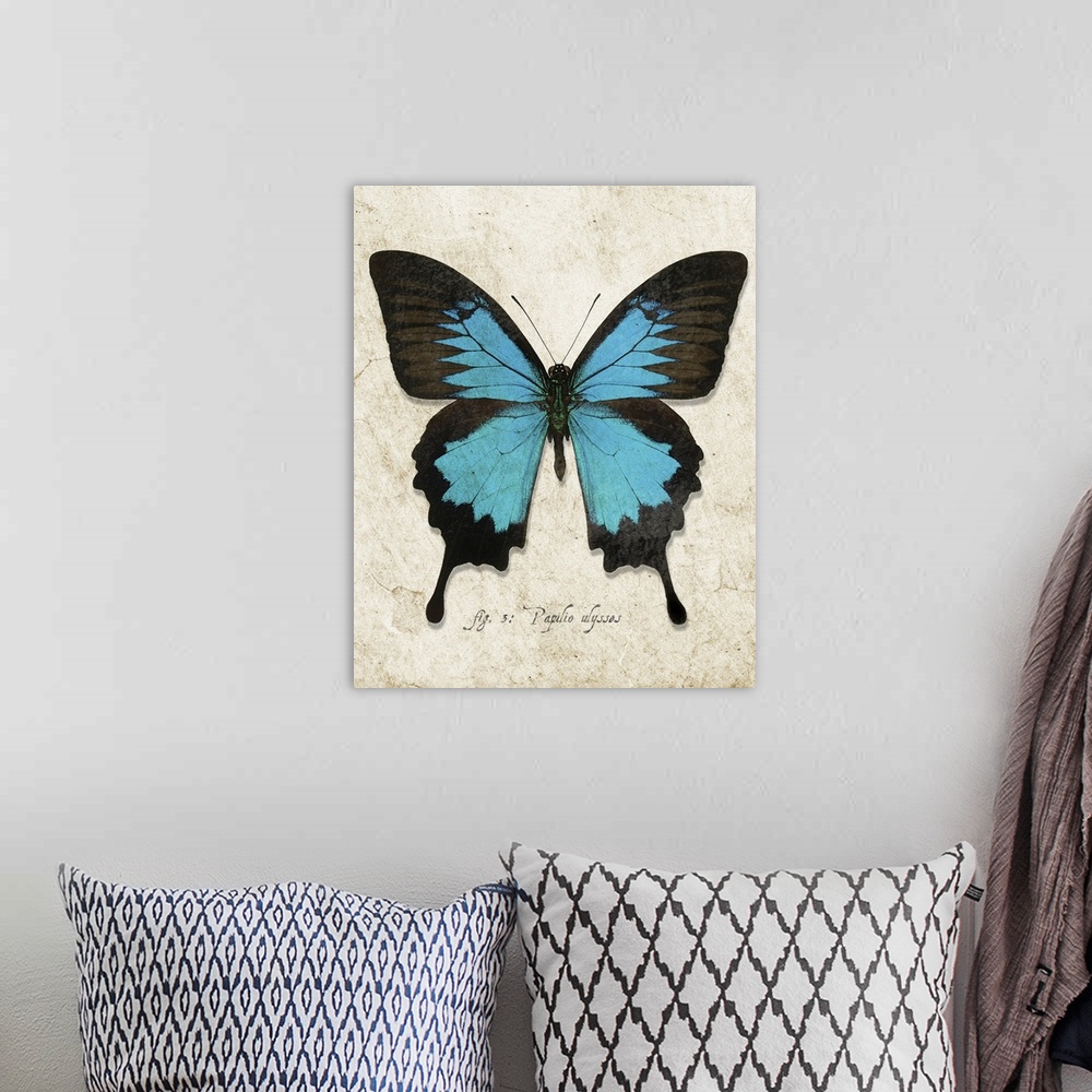 A bohemian room featuring Blue Mountain Butterfly