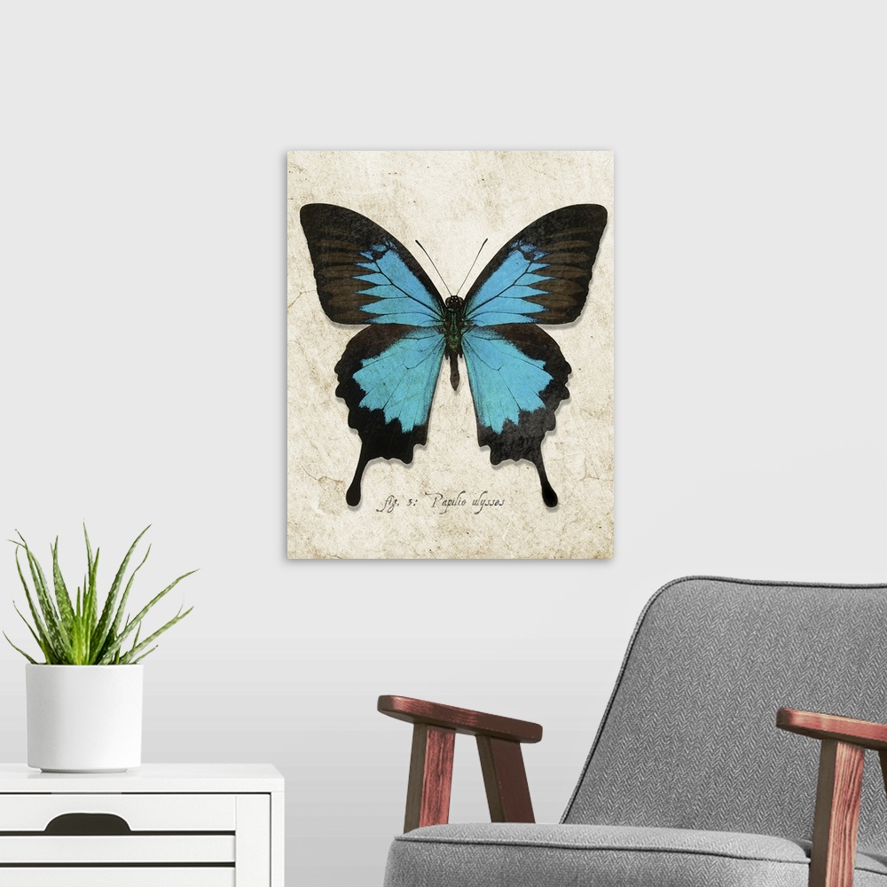 A modern room featuring Blue Mountain Butterfly