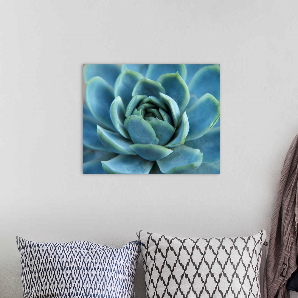 A bohemian room featuring Close up photograph of the center of a blue succulent plant.