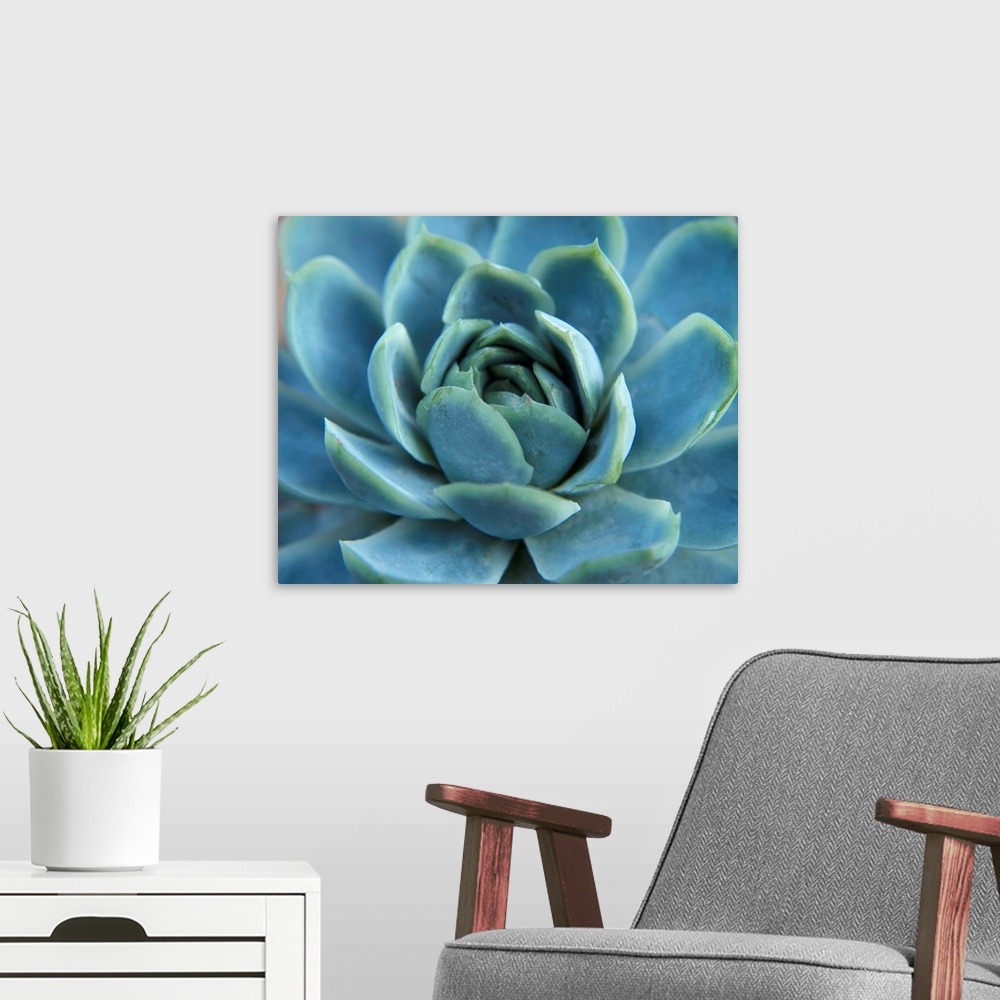 A modern room featuring Close up photograph of the center of a blue succulent plant.