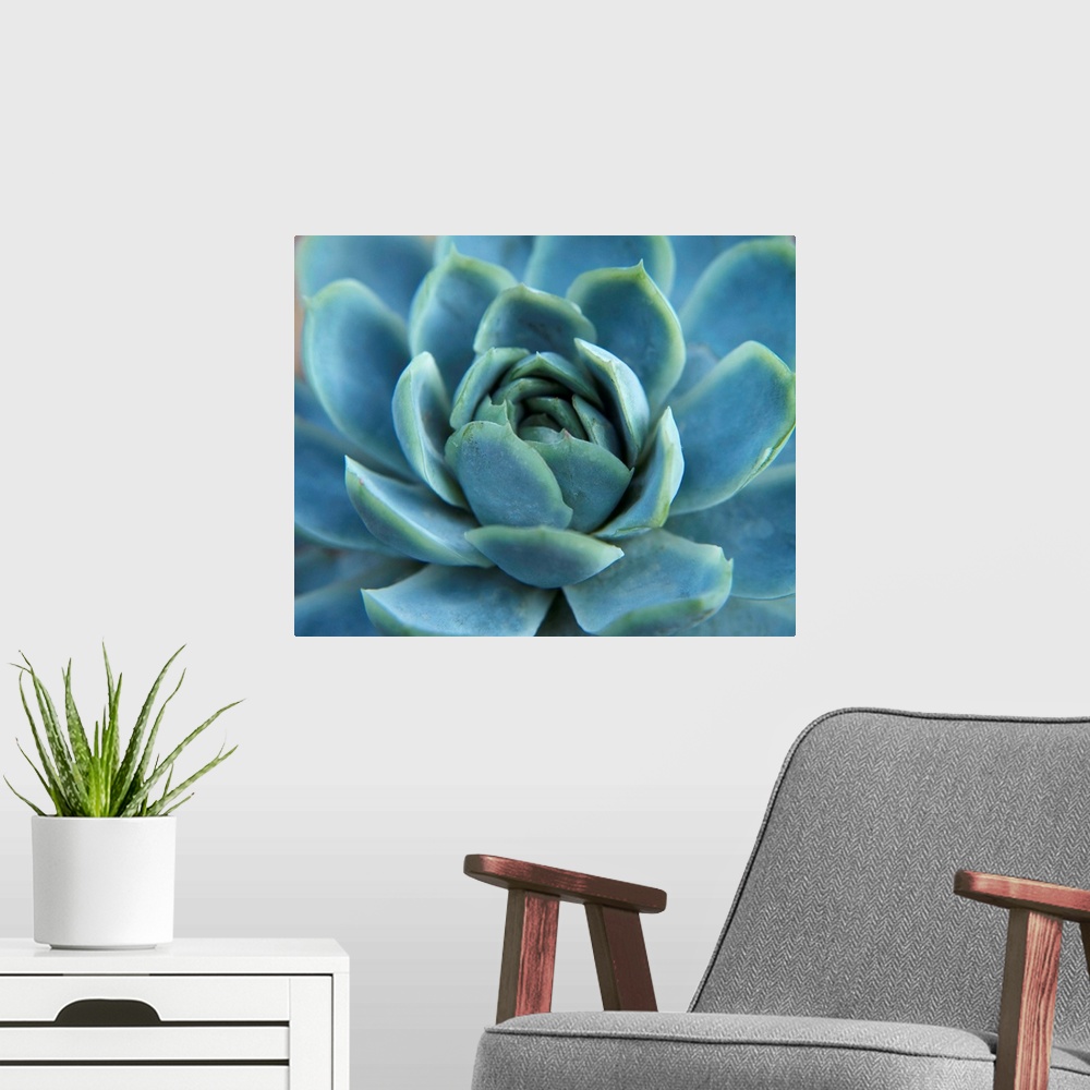 A modern room featuring Close up photograph of the center of a blue succulent plant.