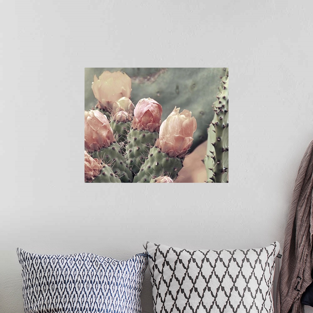 A bohemian room featuring Photograph of a cactus up close with blush colored cactus flowers.