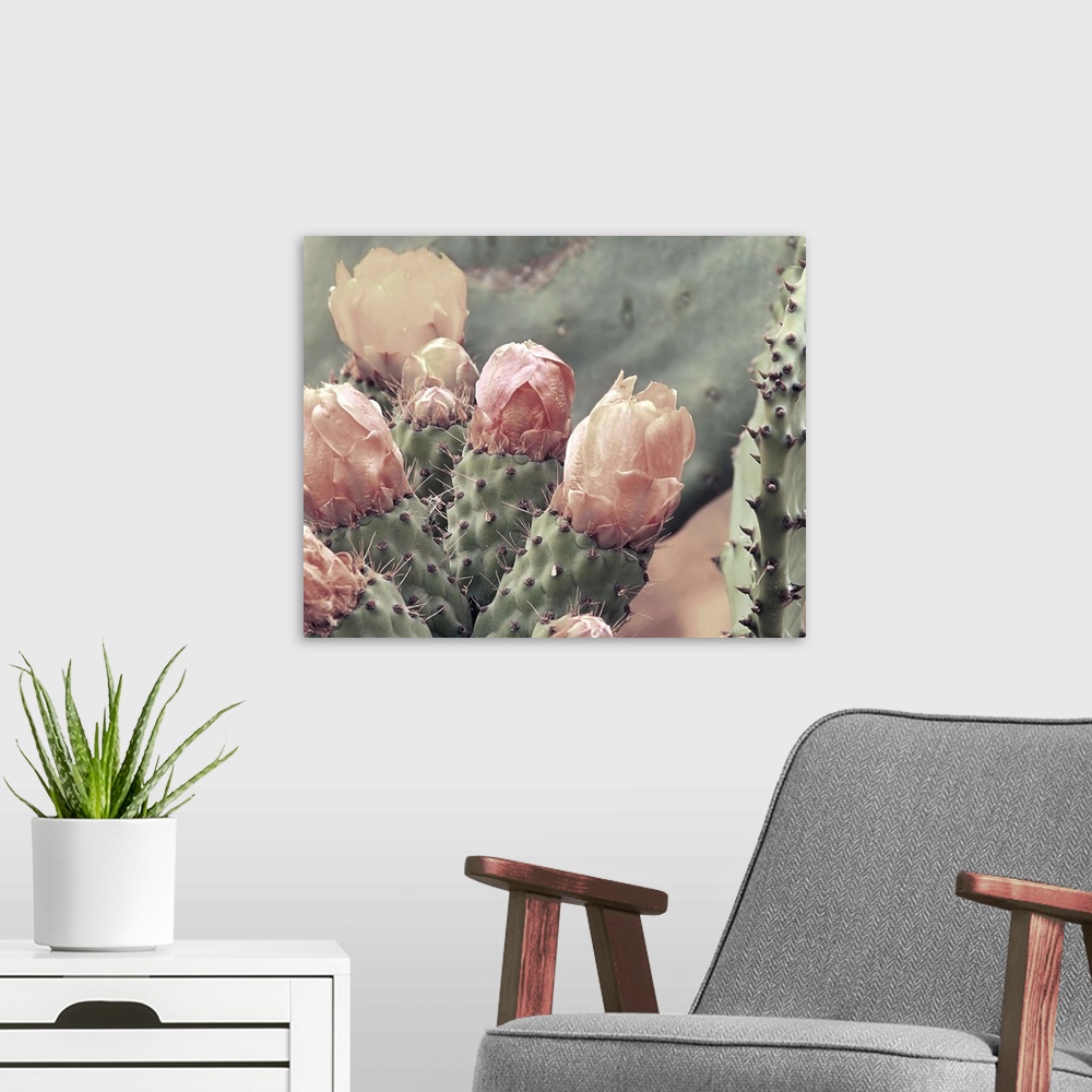 A modern room featuring Photograph of a cactus up close with blush colored cactus flowers.