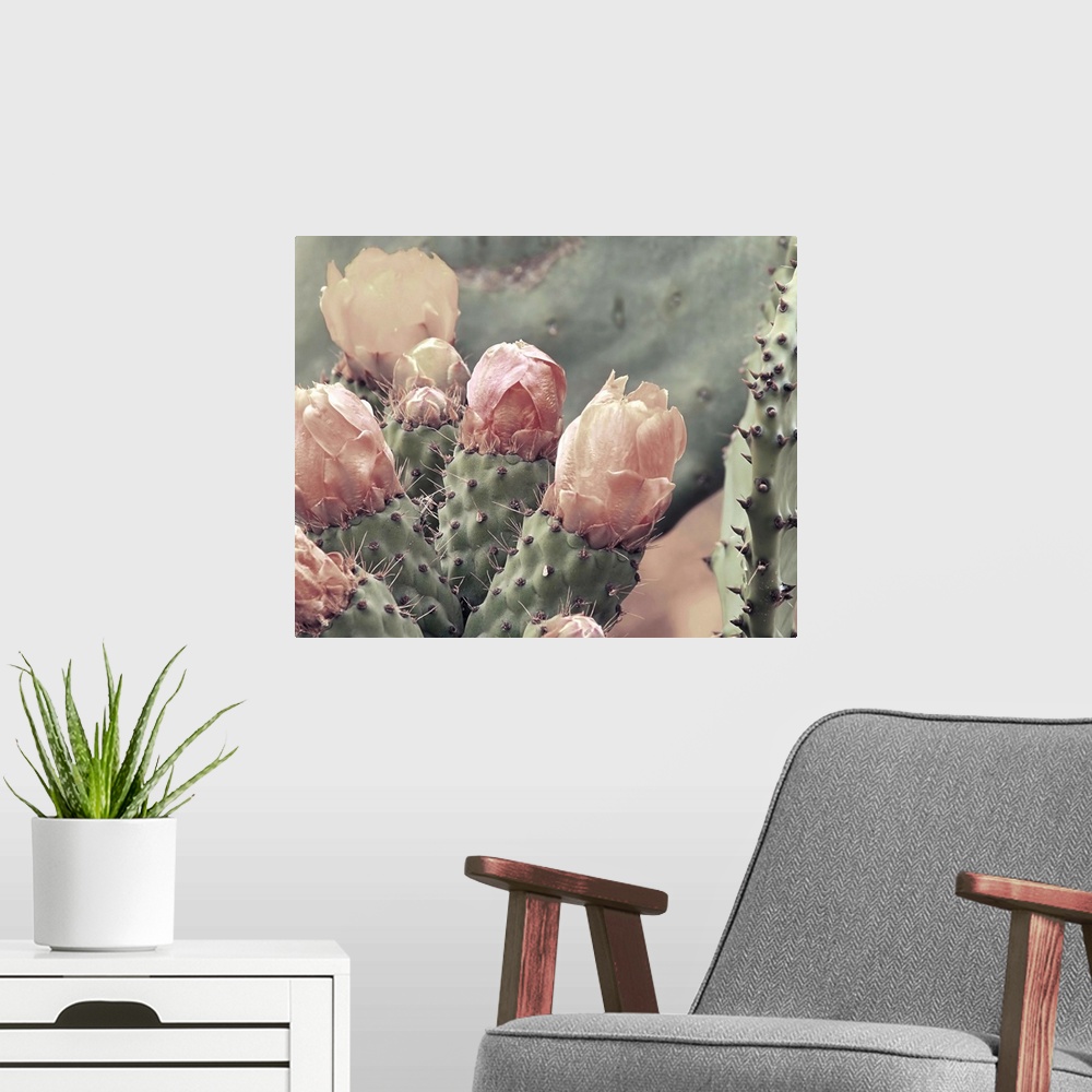 A modern room featuring Photograph of a cactus up close with blush colored cactus flowers.
