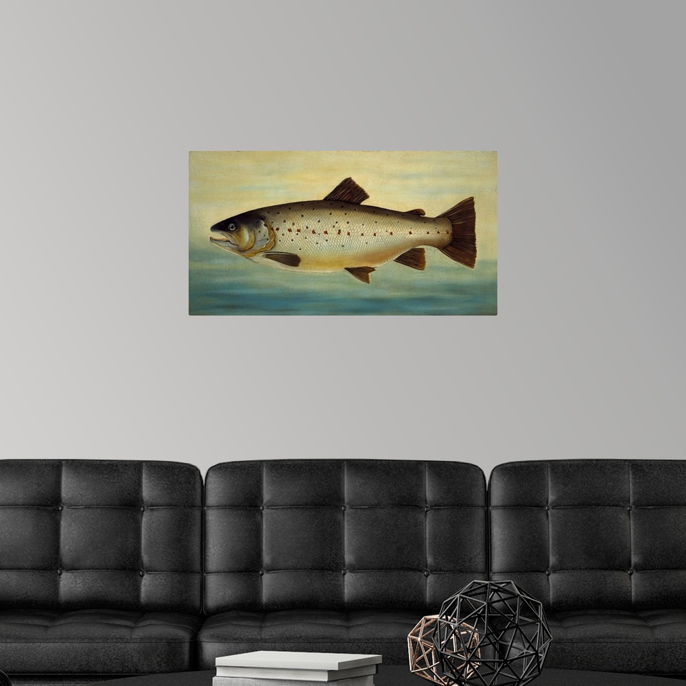 A modern room featuring Brown Trout