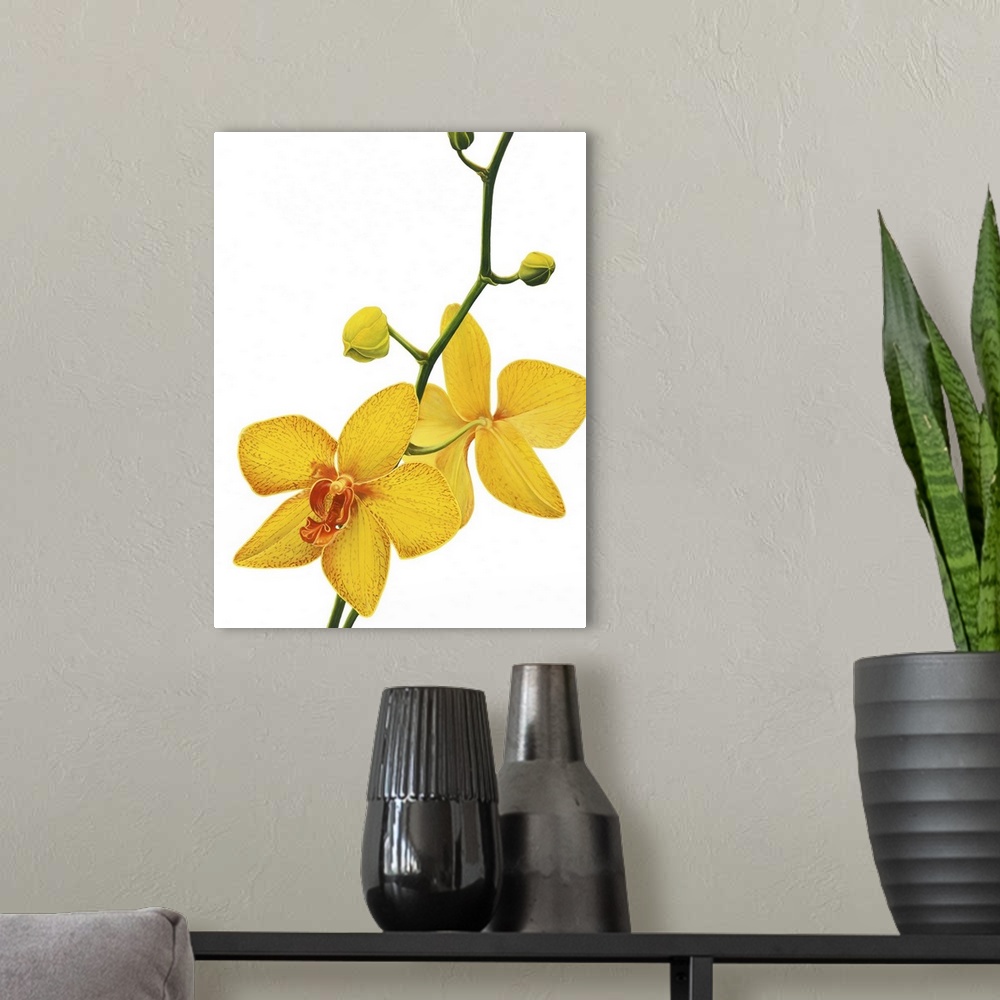A modern room featuring Budding Orchid