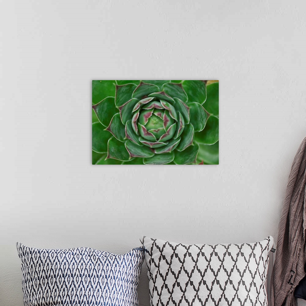 A bohemian room featuring Cabbage Flower I