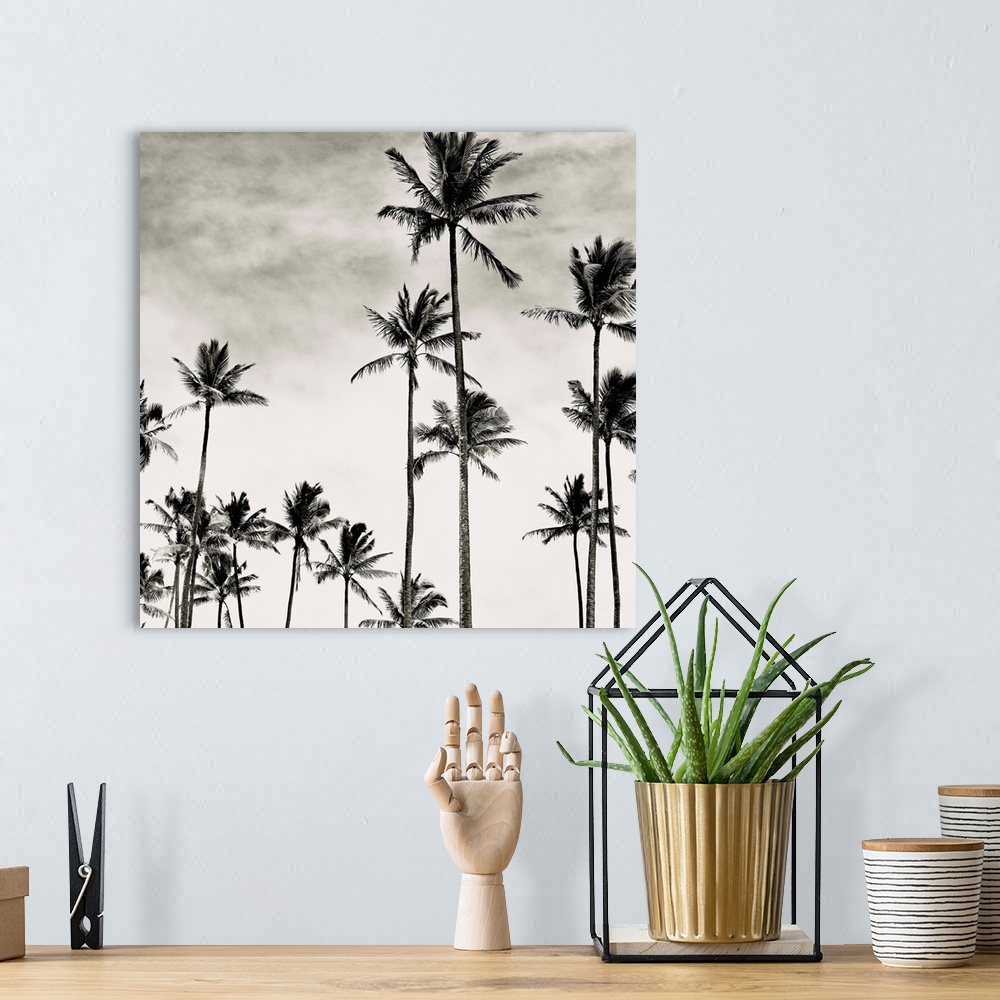 A bohemian room featuring Black and white photograph of tall coconut palm trees in Hawaii.