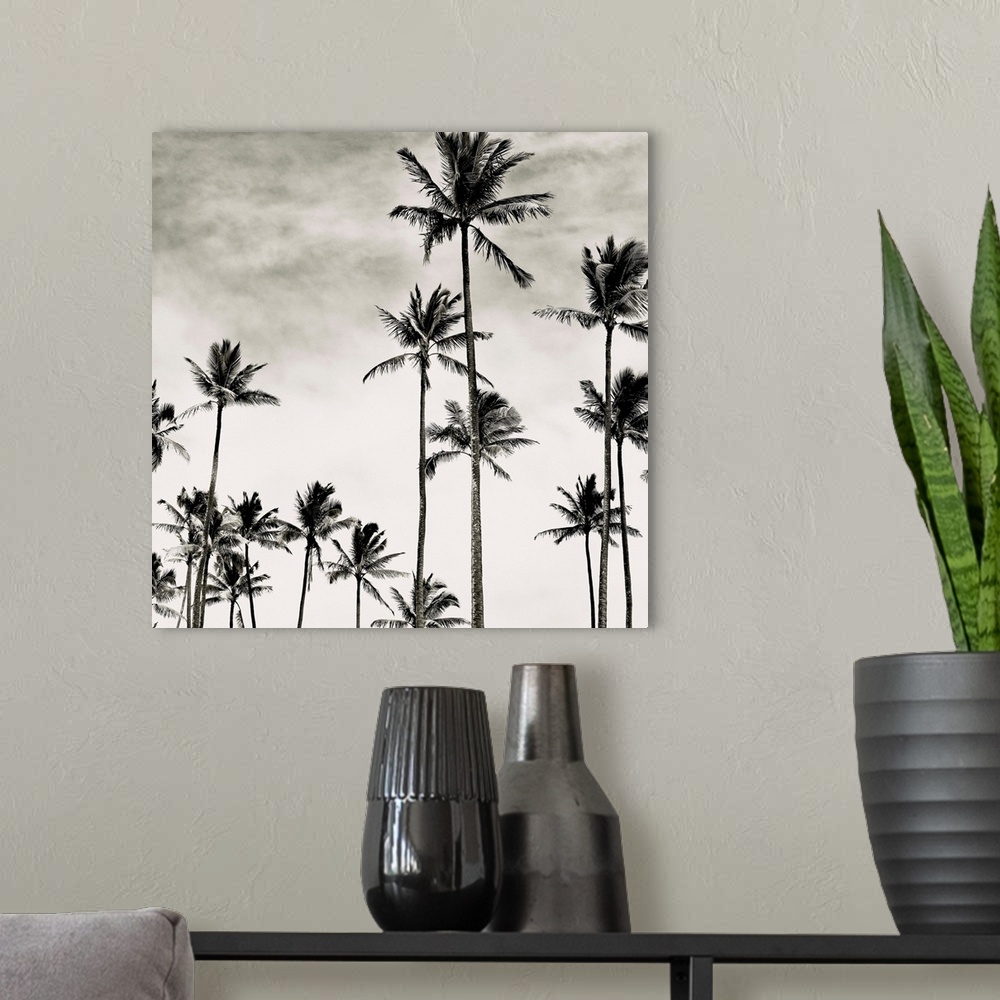 A modern room featuring Black and white photograph of tall coconut palm trees in Hawaii.