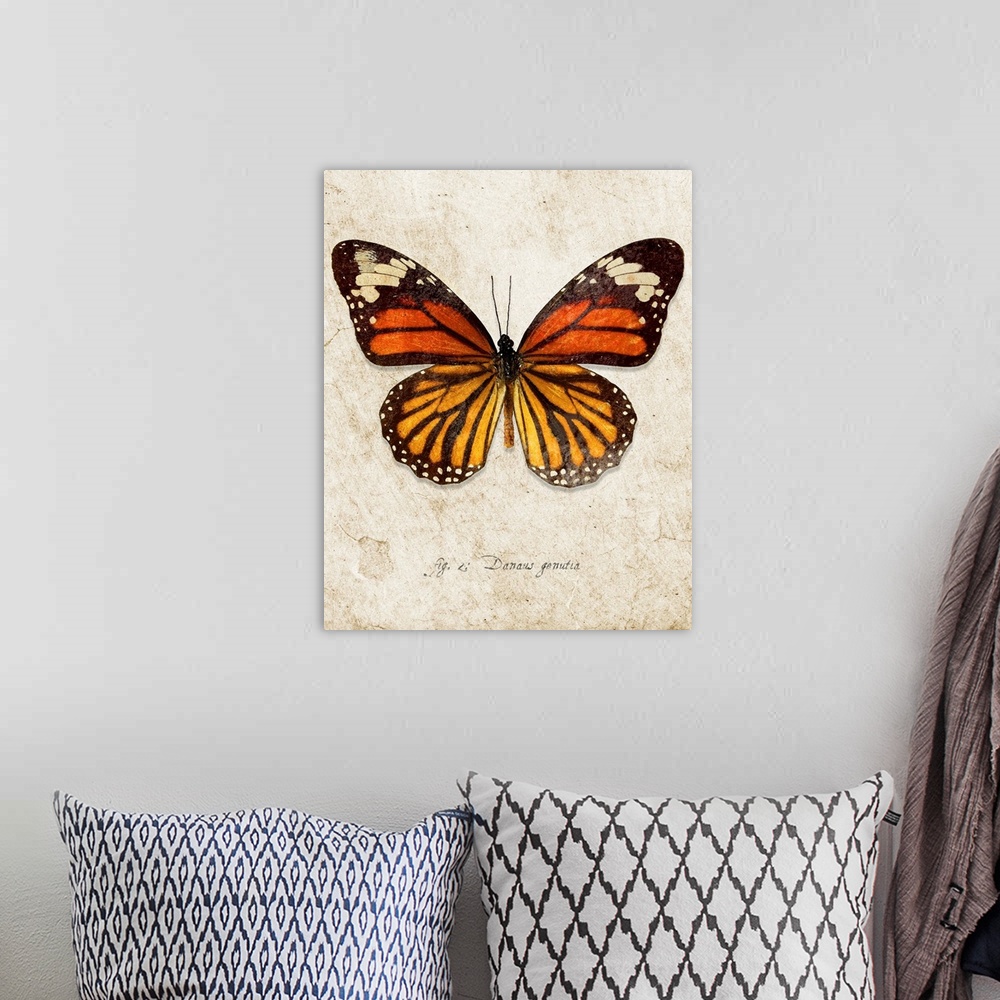A bohemian room featuring Common Tiger Butterfly
