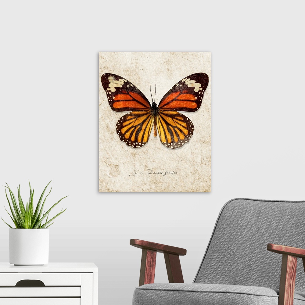 A modern room featuring Common Tiger Butterfly