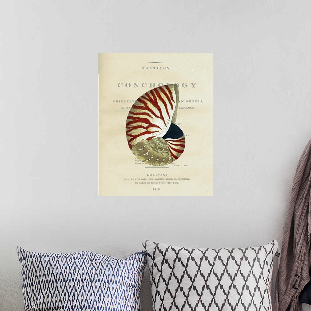 A bohemian room featuring Conchology Nautilus