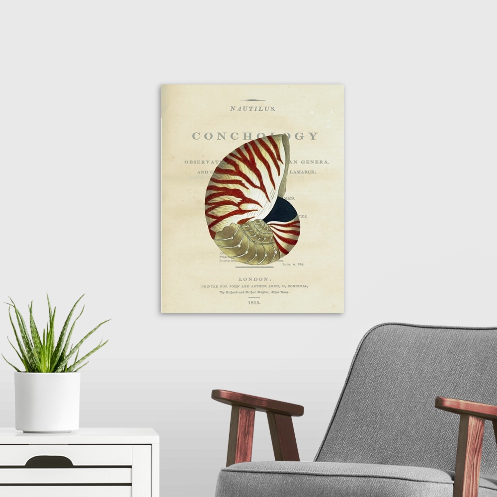 A modern room featuring Conchology Nautilus