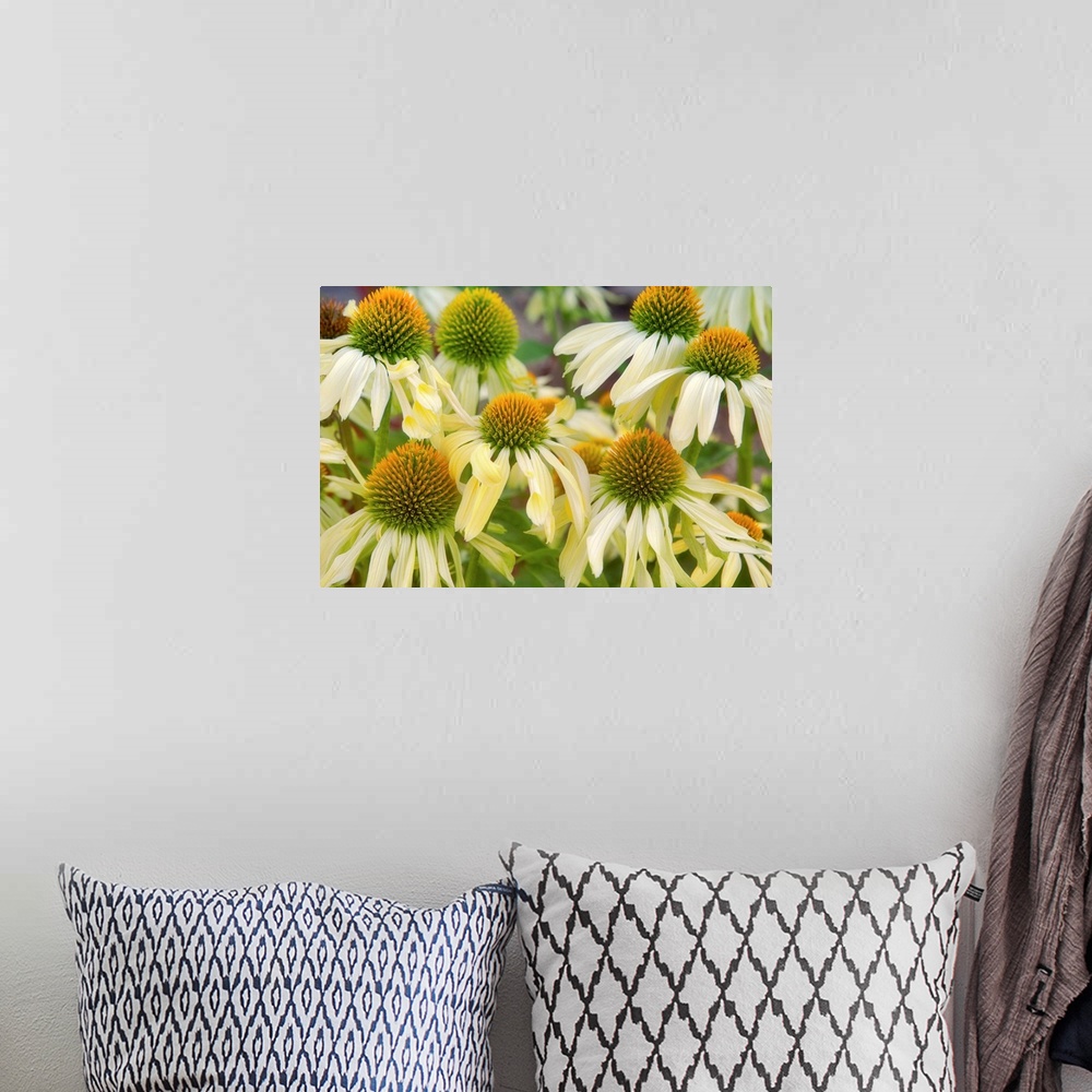 A bohemian room featuring Cone Flower. Echinacea 'Sunrise'. Hughes Water Gardens. Oregon