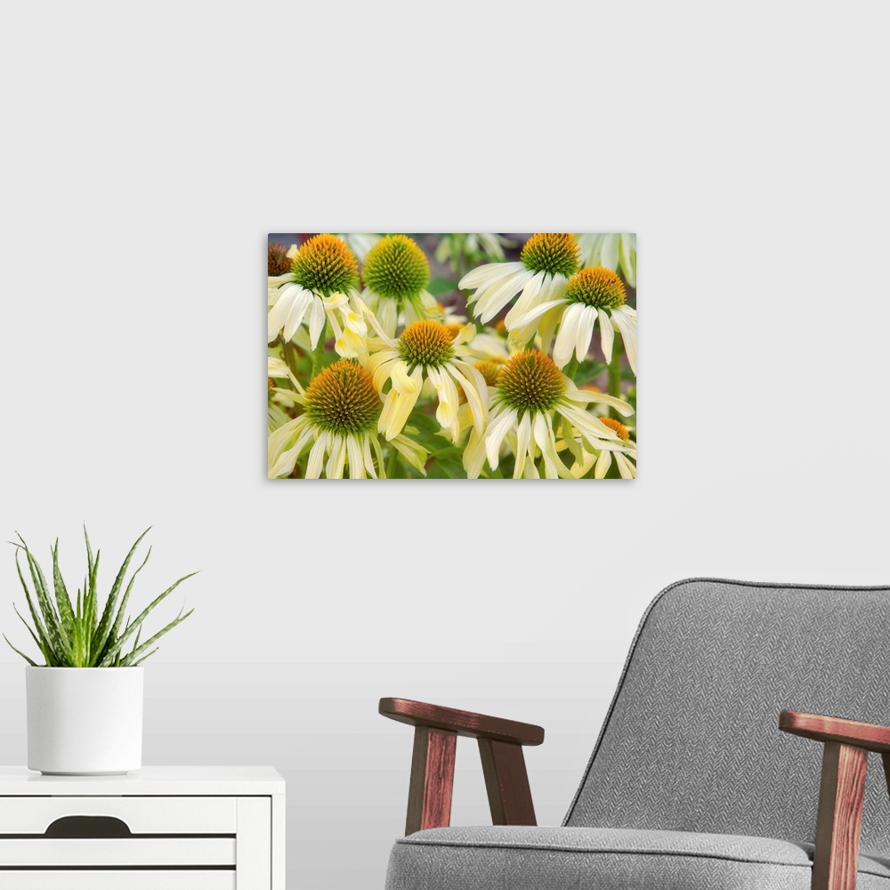 A modern room featuring Cone Flower. Echinacea 'Sunrise'. Hughes Water Gardens. Oregon