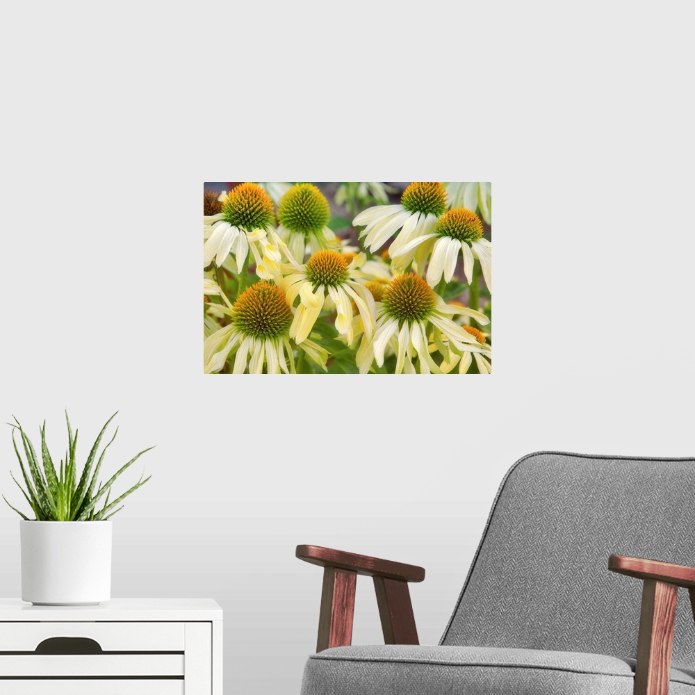 A modern room featuring Cone Flower. Echinacea 'Sunrise'. Hughes Water Gardens. Oregon